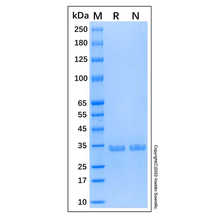 Recombinant Human NeuN Protein，Carrier Free, Azide Free, ≥95%(<em>SDS</em>-PAGE)