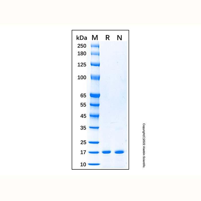 <em>Recombinant</em> <em>Human</em> Cystatin C Protein，Carrier Free, ≥95%(SDS-PAGE)