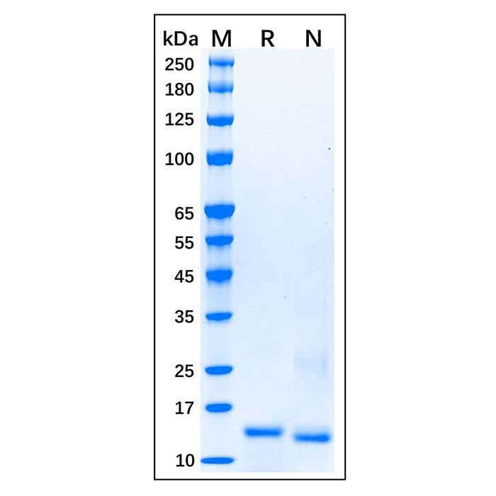 Recombinant Human Smad3 Protein，Carrier Free, Azide Free, ≥95%(<em>SDS</em>-PAGE)