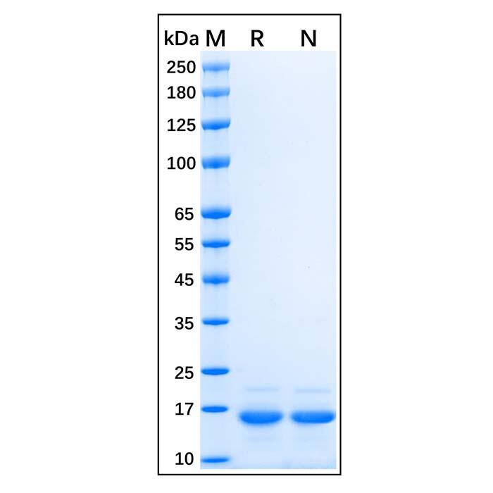 Recombinant Human Histone H2<em>AX</em> Protein，Carrier Free, Azide Free, ≥90%(SDS-PAGE)