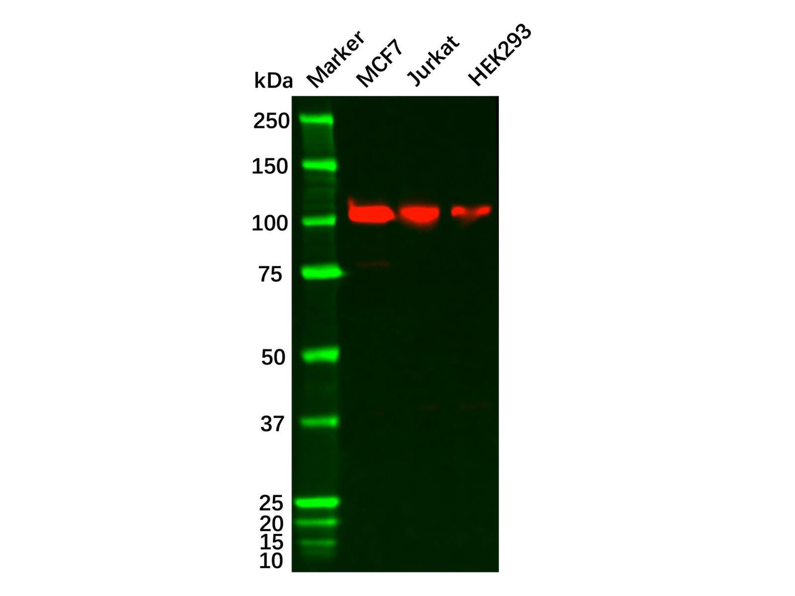 NOTCH1 Antibody，ExactAb™, Validated, Carrier Free, <em>1.5</em> mg/mL