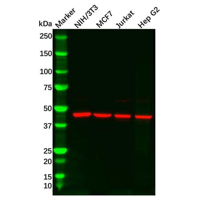 IDH2 Antibody，ExactAb™, Validated, Carrier Free, Azide Free, High performance, Lot by Lot