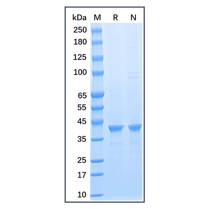Recombinant Human GAPDH Protein，Carrier Free, Azide Free, ≥95%(<em>SDS</em>-PAGE)