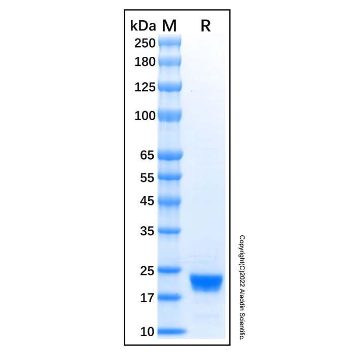 Recombinant Human IL-28<em>B</em>/IFN-lambda 3 Protein，ActiBioPure™, Bioactive, Animal