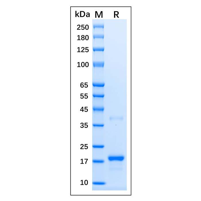 Recombinant Human p21 Protein，Carrier Free, Azide Free, ≥90%(<em>SDS</em>-PAGE)
