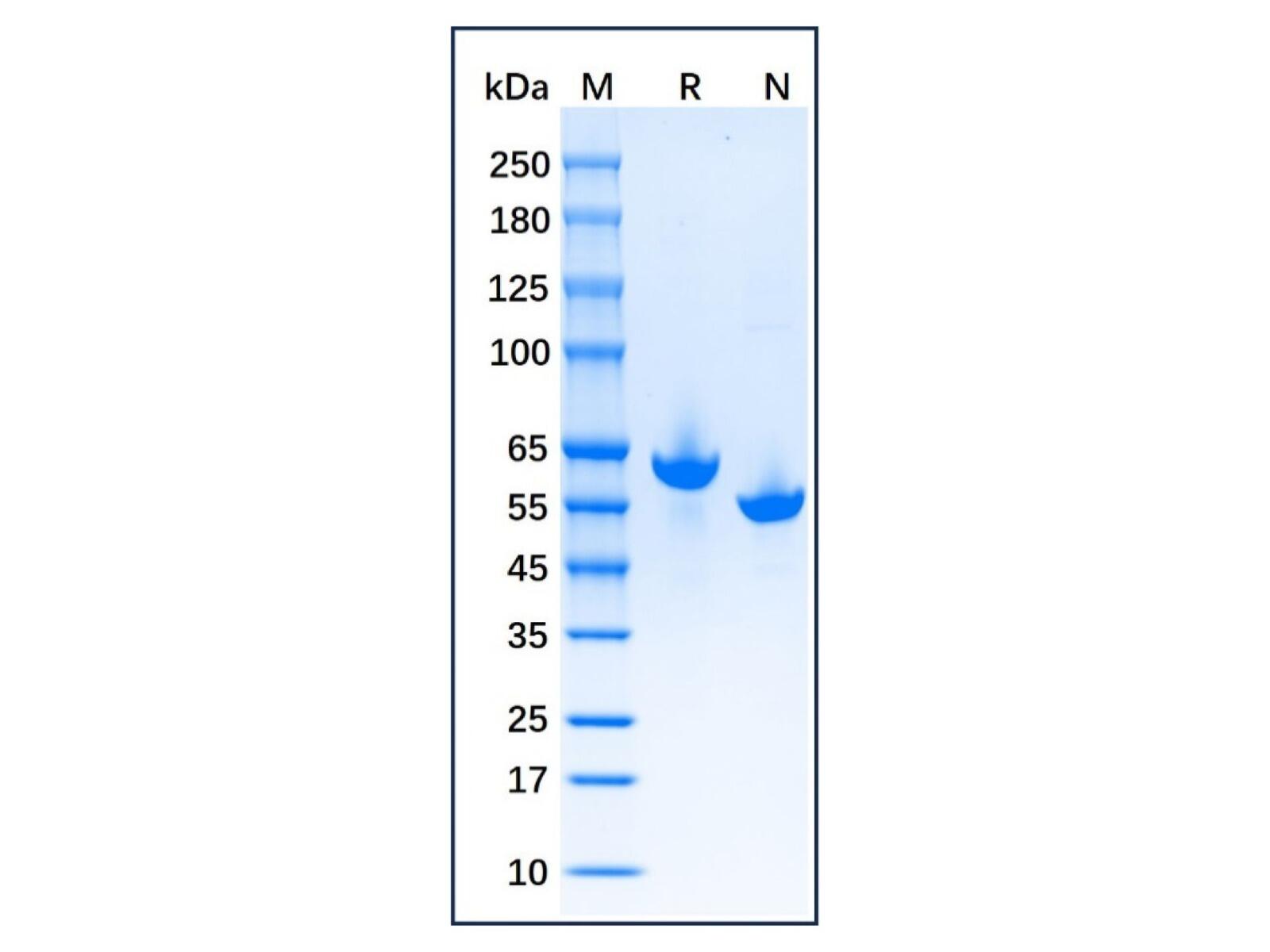 Native Goat Serum Albumin Protein，Carrier Free, Azide Free, ≥95%(<em>SDS</em>-PAGE&HPLC)