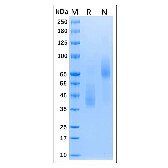 Recombinant MPXV E8<em>L</em> Protein，<em>Animal</em> <em>Free</em>, Carrier <em>Free</em>, Azide <em>Free</em>, ≥95%(SDS-PAGE)
