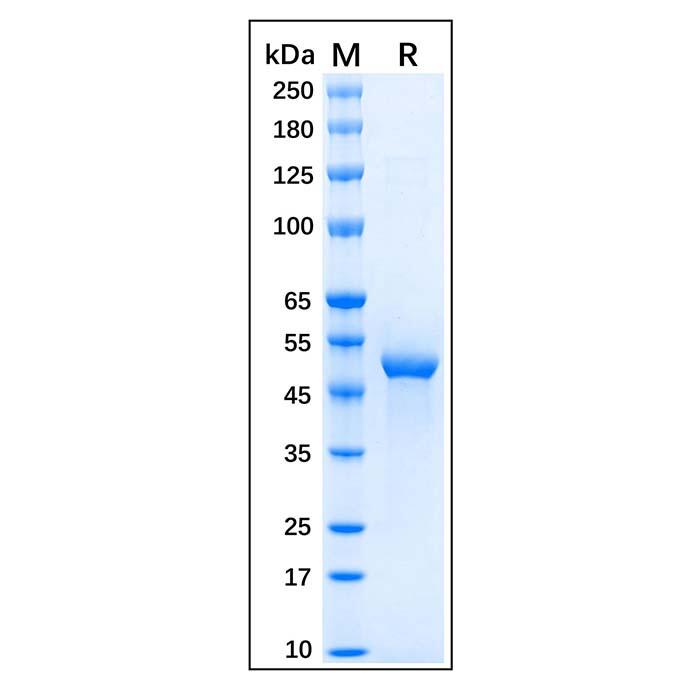Recombinant Human GFAP Protein，Carrier Free, Azide Free, ≥95%(<em>SDS</em>-PAGE)