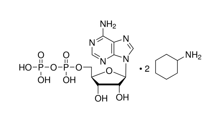 <em>腺苷</em>-5′-二磷酸 环己铵盐，58-64-0，95%