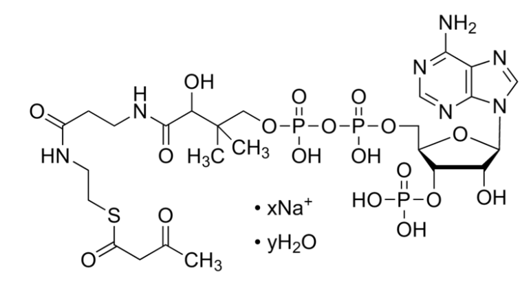 乙酰乙酰<em>辅酶</em> A <em>钠盐</em> 水合物，1420-36-6，≥90%