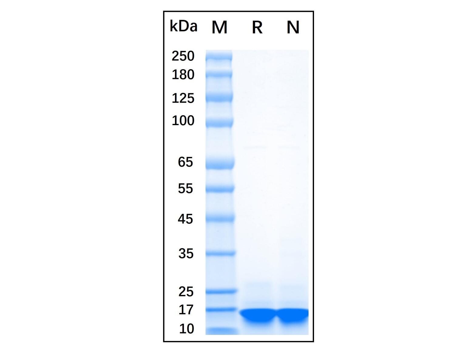Recombinant Human Alpha-<em>synuclein</em> Protein，Carrier Free, Azide Free, ≥90%(SDS-PAGE)