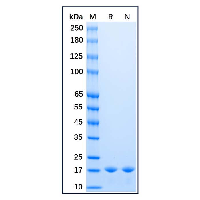 Recombinant Baker's yeast <em>Sumo</em> Protein，Carrier Free, Azide Free, ≥98%(SDS-PAGE)