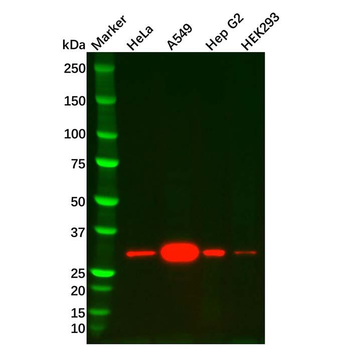 Heme Oxygenase 1 Mouse mAb，ExactAb™, Validated, Carrier Free, High performance, Lot by Lot