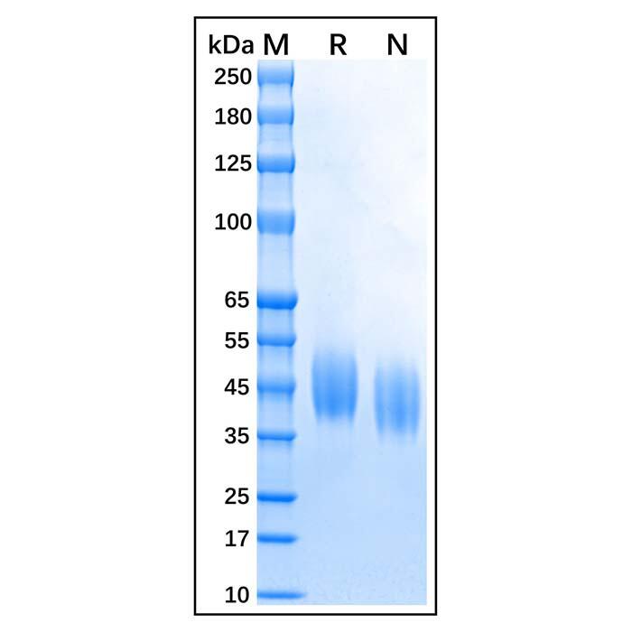 Recombinant Bovine CD64 Protein，Animal <em>Free</em>, Carrier <em>Free</em>, Azide <em>Free</em>, ≥95%(SDS-PAGE)