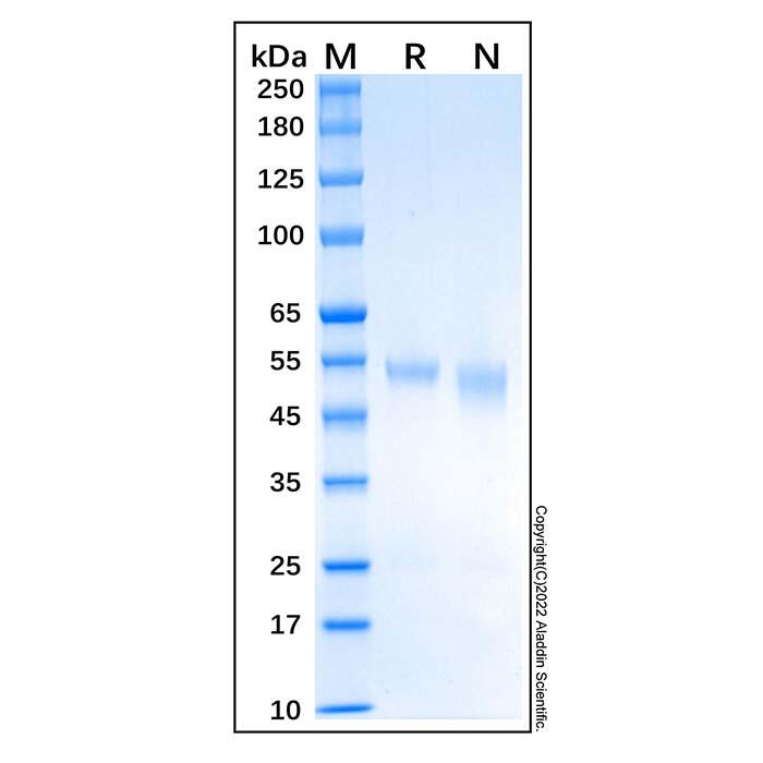 Recombinant Human PTEN Protein，Carrier <em>Free</em>, Azide <em>Free</em>, ≥90%(SDS-PAGE)