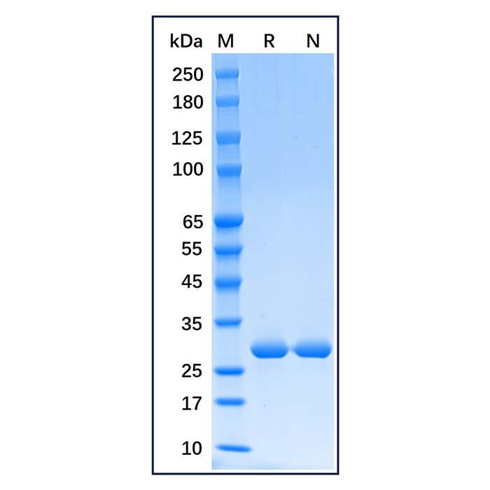 Recombinant Human Heme Oxygenase 1 Protein，Carrier Free, Azide Free, ≥98%(<em>SDS</em>-PAGE)