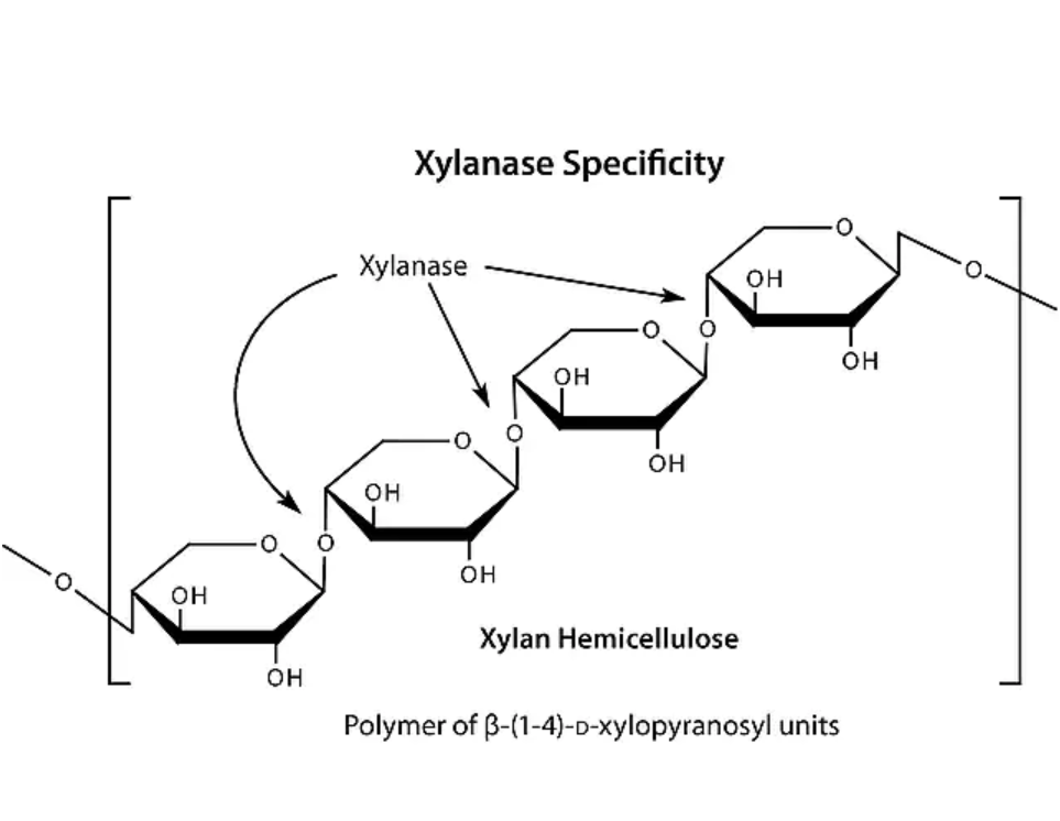 半纤维素酶 来源于酵母菌，9025-56-<em>3</em>，≥200 unit/mg solid