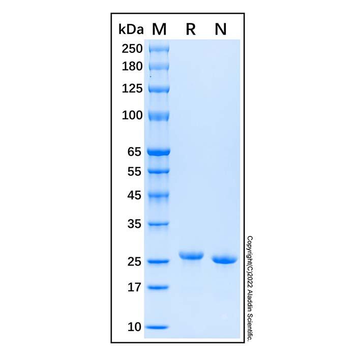 Recombinant Human FGF-21 Protein，ActiBioPure™, Bioactive, Carrier Free, Azide Free, ≥95%(<em>SDS</em>-PAGE)