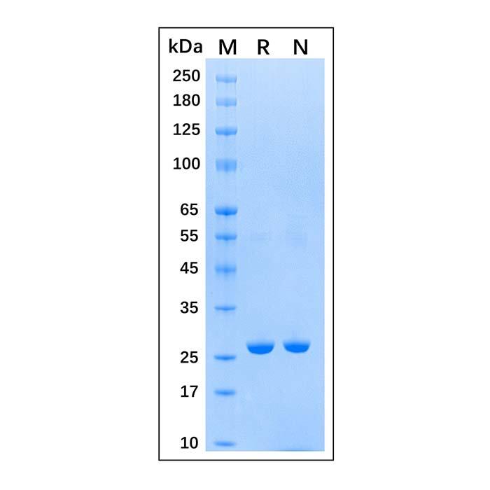 Recombinant Schistosoma japonicum <em>GST</em> Protein，Carrier Free, Azide Free, ≥95%(SDS-PAGE)