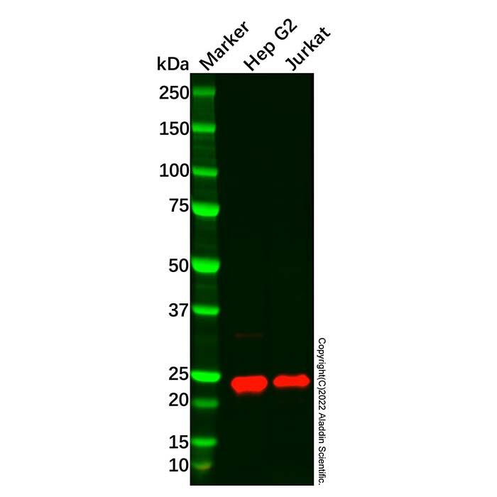 PDCD6/ALG-2 Antibody，ExactAb™, Validated, Carrier Free, Azide Free, High performance, Lot by Lot