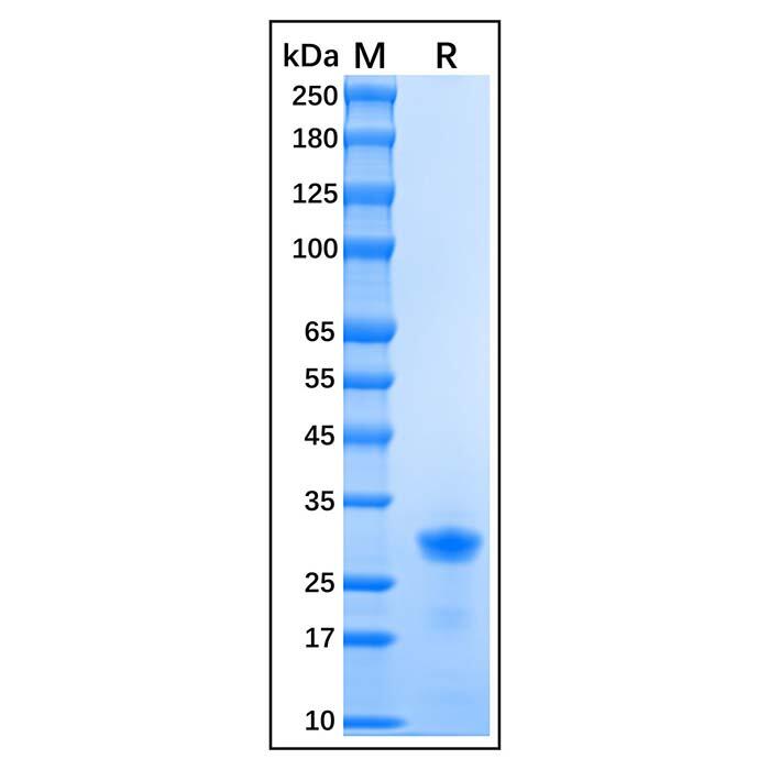 Recombinant Human <em>p</em>27 KIP 1 Protein，Carrier Free, <em>Azide</em> Free, ≥95%(SDS-PAGE)