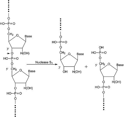 <em>核酸酶</em>S1 来源于米曲霉，37288-25-8，≥100,000-500,000 units/ml