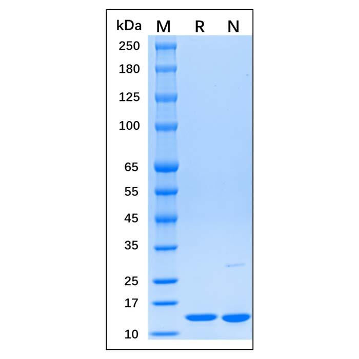 Recombinant Human β<em>2</em>-microglobulin Protein，Carrier <em>Free</em>, Azide <em>Free</em>, ≥95%(SDS-PAGE)