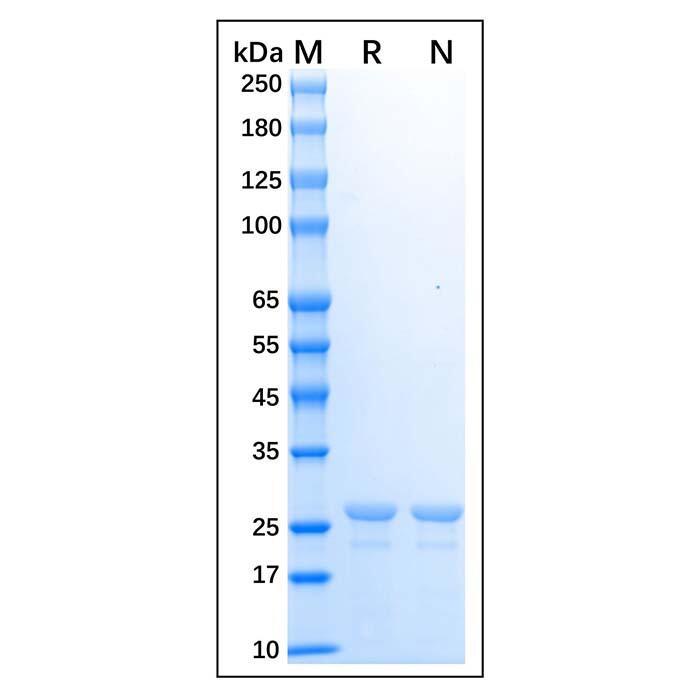 Recombinant Human HLA-DRA Protein，Carrier Free, Azide Free, ≥90%(<em>SDS</em>-PAGE)