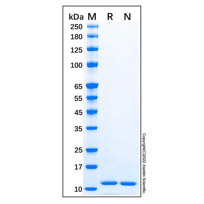 Recombinant Human <em>CCL11</em>/<em>Eotaxin</em> <em>Protein</em>，ActiBioPure™, Bioactive, Carrier Free, Azide Free, ≥95%(SDS-PAGE)
