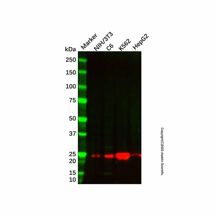 <em>SOD2</em> Mouse mAb，Validated, High performance, Carrier Free, Azide Free, Animal Free, ≥95%(SDS-PAGE), 1.0 mg/mL