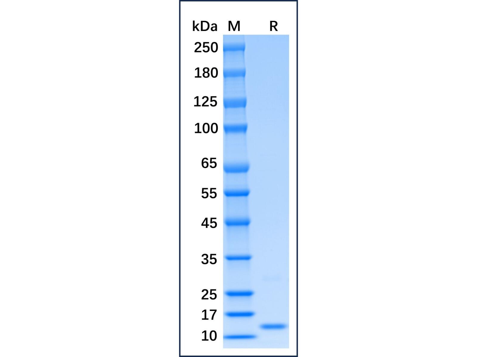 Recombinant Mouse IFN-gamma Protein，Animal <em>Free</em>, Carrier <em>Free</em>, Azide <em>Free</em>, ≥98%(SDS-PAGE)