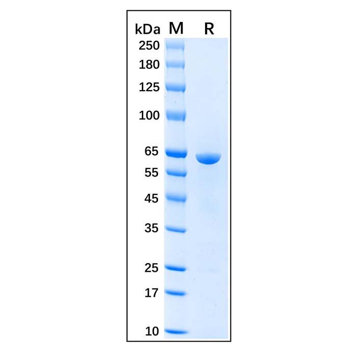 Recombinant Human Hsp60 Protein，Carrier Free, Azide Free, ≥95%(SDS-PAGE