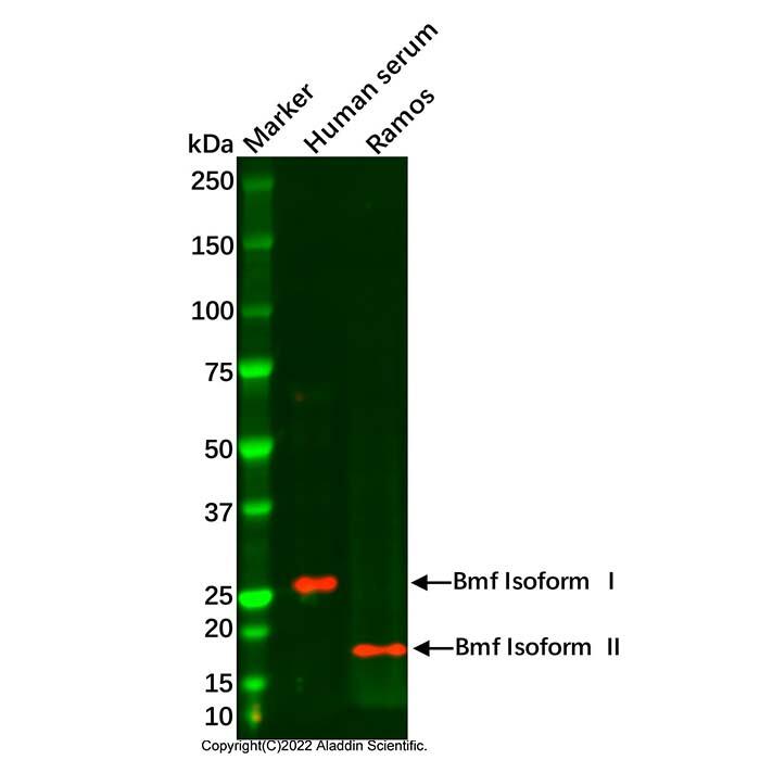 Bmf Antibody，ExactAb™, Validated, Carrier Free, High performance, <em>Lot</em> by <em>Lot</em>