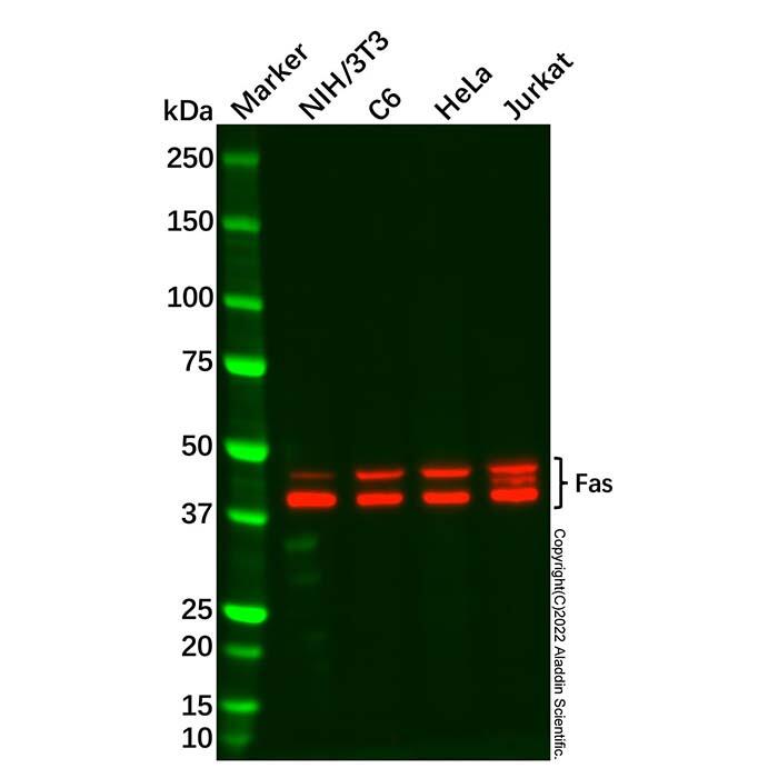 Fas <em>Antibody</em>，ExactAb™, Validated, Carrier Free, High performance, Lot by Lot