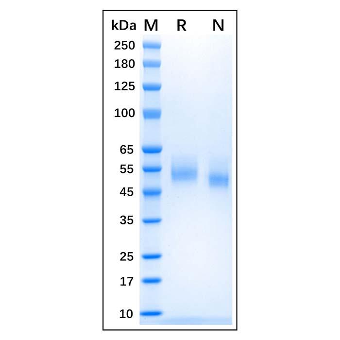 Recombinant Canine CD14 Protein，Animal Free, Carrier Free, Azide Free, ≥95%(<em>SDS</em>-PAGE)