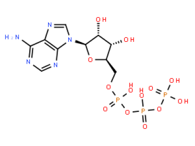 5′-三磷酸腺苷 (ATP) 二钠盐 水合物