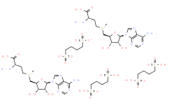 S-腺苷蛋氨酸 <em>1</em>,4-丁二磺酸盐