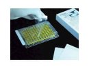 Excel Scientific SealPlate ThinSeal Microplate Film, 25-μm Thick, Sterile; 100/pk, Sterile