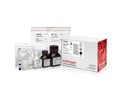mirVana™ miRNA 分离试剂盒（不含苯酚）  AM1561