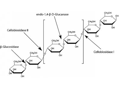 G824159-10g β-葡萄糖苷酶,10-30U/mg,来源:杏仁