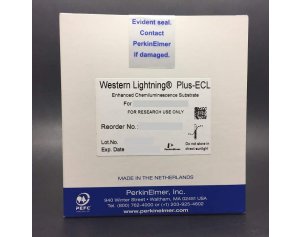 免疫印迹化学发光检测试剂 Plus ECL