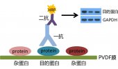WB/Western Blot/蛋白免疫印迹