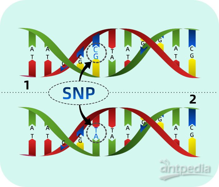 <em>SNP</em>基因<em>分</em><em>型</em>