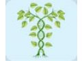植物基因