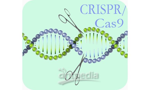 CRISPR/Cas9基因敲除技术服务