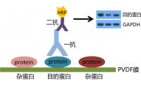WB/Western Blot/蛋白免疫印迹Western Blot检测免疫组化/免疫沉淀/WB 应用于蛋白