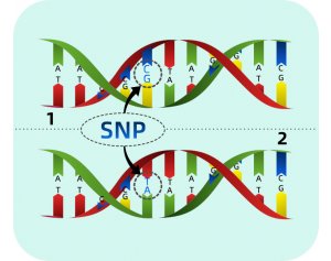 碧云天SNP基因分型 样本