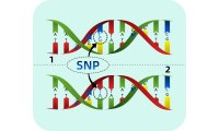 SNP基因分型碧云天 应用于分子生物学