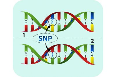 SNP检测SNP基因分型碧云天 应用于基因/测序