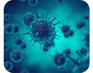 腺相关病毒病毒转染/细胞转染 应用于细胞生物学